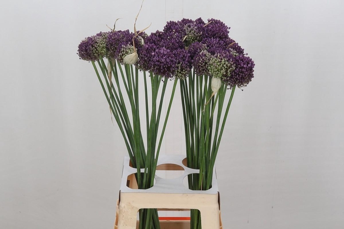 <h4>Allium Pink Lady</h4>