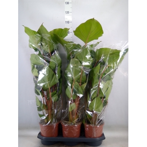 Homalomena rubescens 'Maggy'