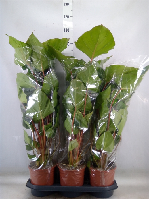 <h4>Homalomena rubescens 'Maggy'</h4>