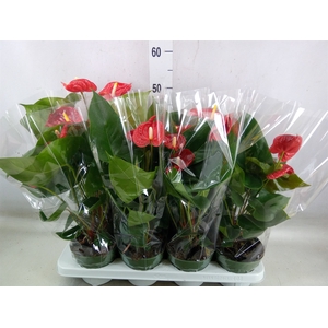 Anthurium andr. 'Madural'
