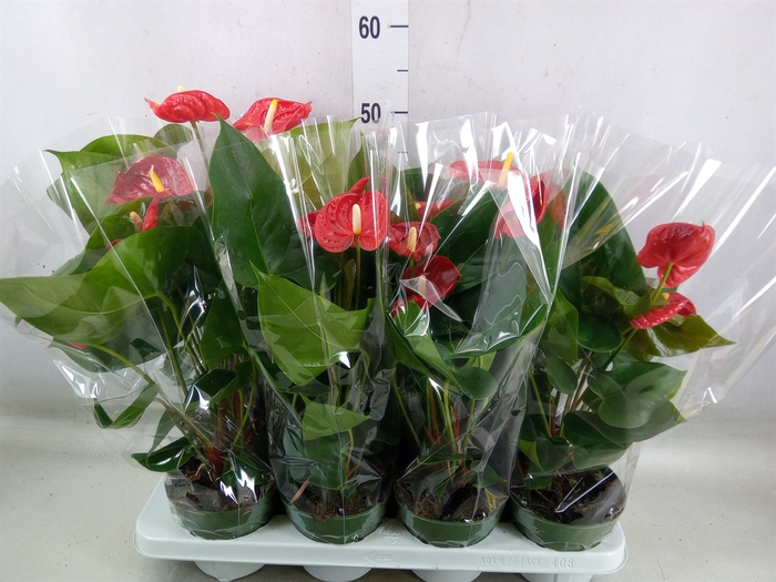 <h4>Anthurium andr. 'Madural'</h4>