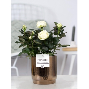 Rosa white in P&PURE Juliette ceramics goldbronze