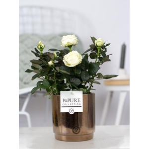 Rosa white in P&PURE Juliette ceramics goldbronze