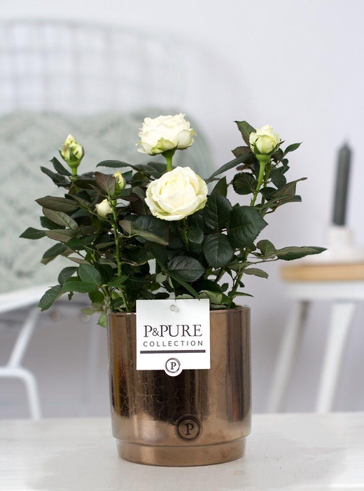 <h4>Rosa white in P&PURE Juliette ceramics goldbronze</h4>