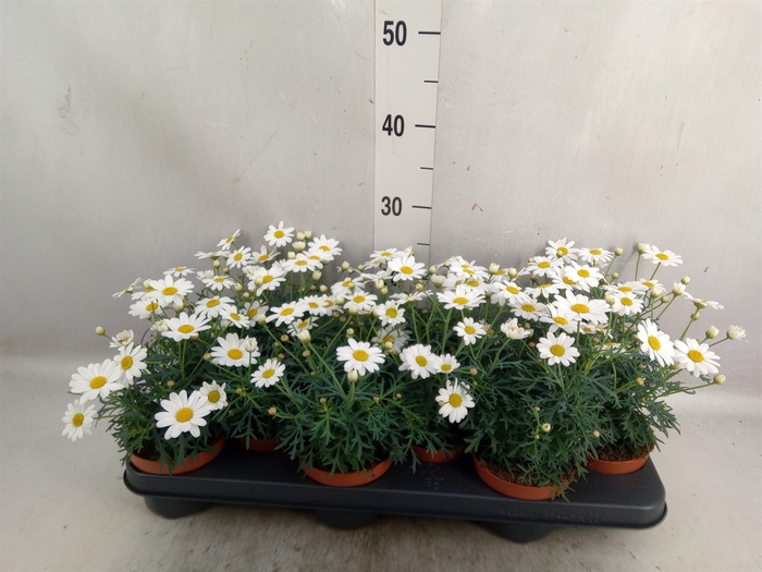 <h4>Argyranthemum  'La Rita White'</h4>