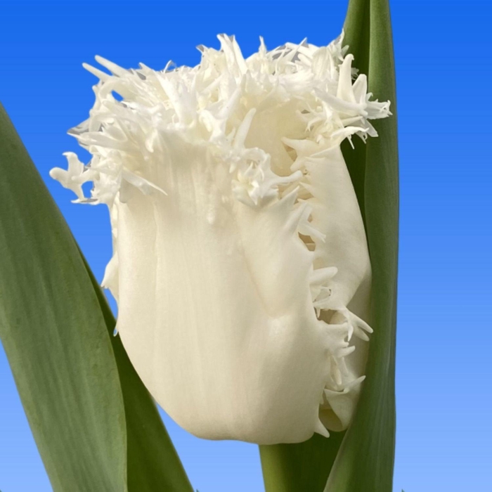 <h4>TU FR Frost White</h4>