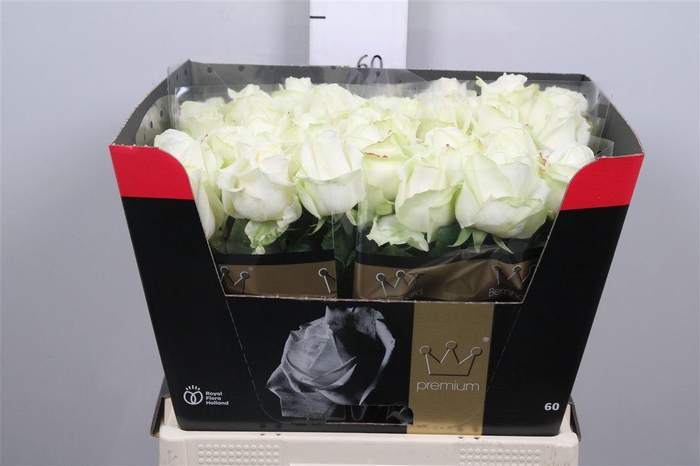 <h4>R Gr Avalanche+</h4>