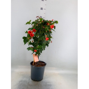 Abutilon  'Red Trumpet'