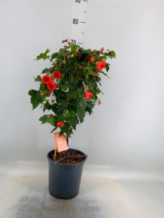 <h4>Abutilon  'Red Trumpet'</h4>