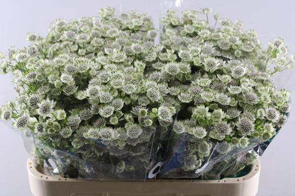 <h4>Astrantia Million Stars</h4>