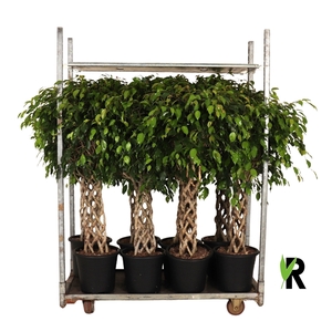 mengdeen ficus gevlochten p32 2 assorti