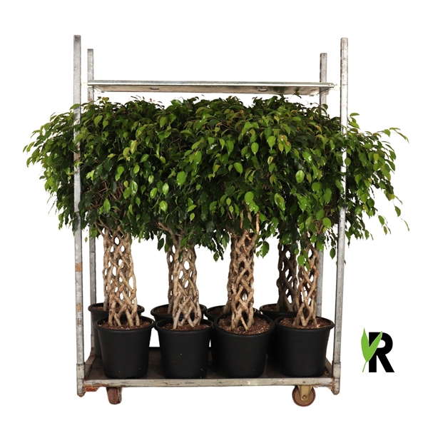 <h4>mengdeen ficus gevlochten p32 2 assorti</h4>