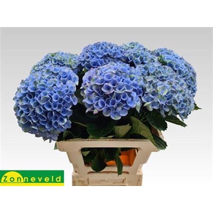 Hydr M Revolution Blauw