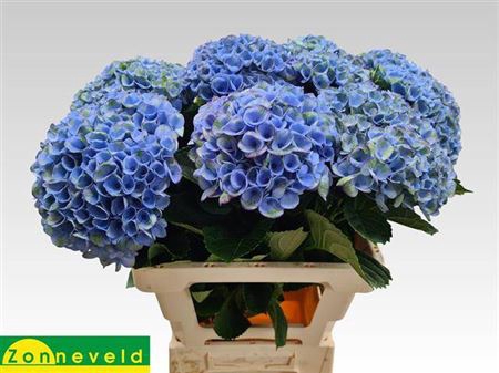 <h4>Hydr M Revolution Blauw Extra</h4>