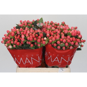 Hypericum Sweet Romance