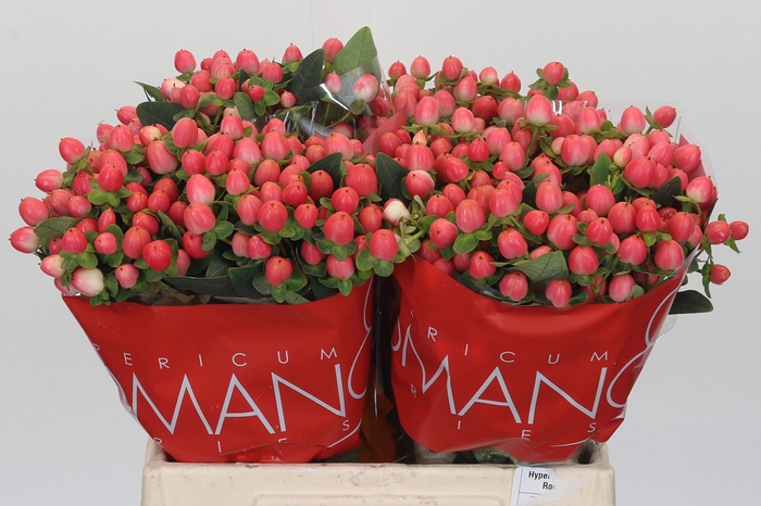 Hypericum Sweet Romance