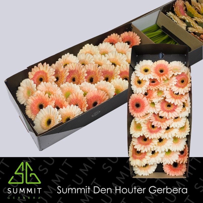 <h4>Germini Mix Apricot Doos</h4>