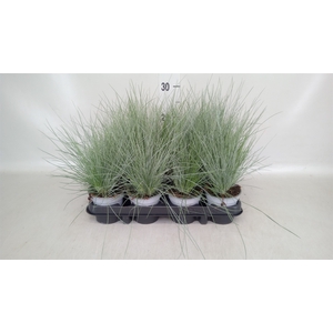 Festuca glauca
