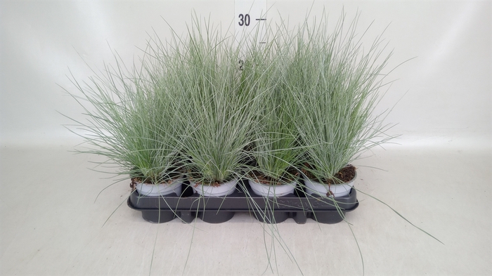 <h4>Festuca glauca</h4>