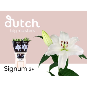 Li Or Signum 2+ Lily Master