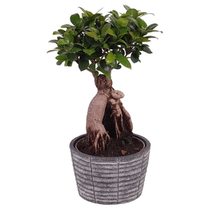 Ficus m. Ginseng ø15cm in ø17cm Rustic Touch Nº362