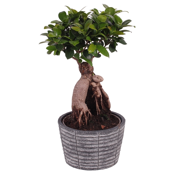 <h4>Ficus m. Ginseng ø15cm in ø17cm Rustic Touch Nº362</h4>