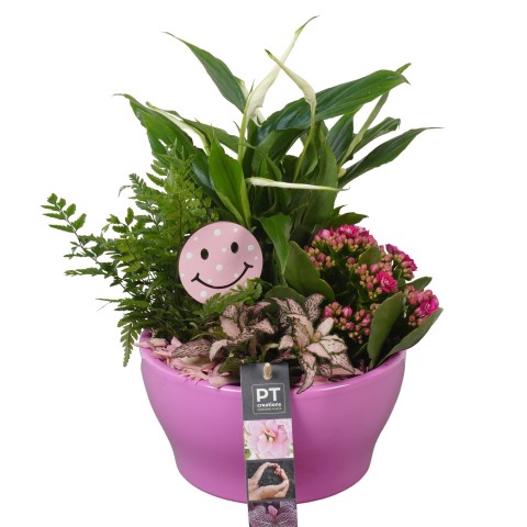 <h4>PTIB7409 Arrangementen kamerplanten</h4>