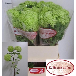VIBURNUM ROSEUM ST
