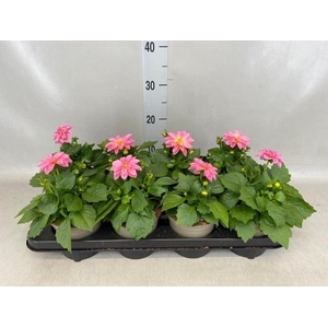 Dahlia  'Dahlinova Hypnot lg Pink'