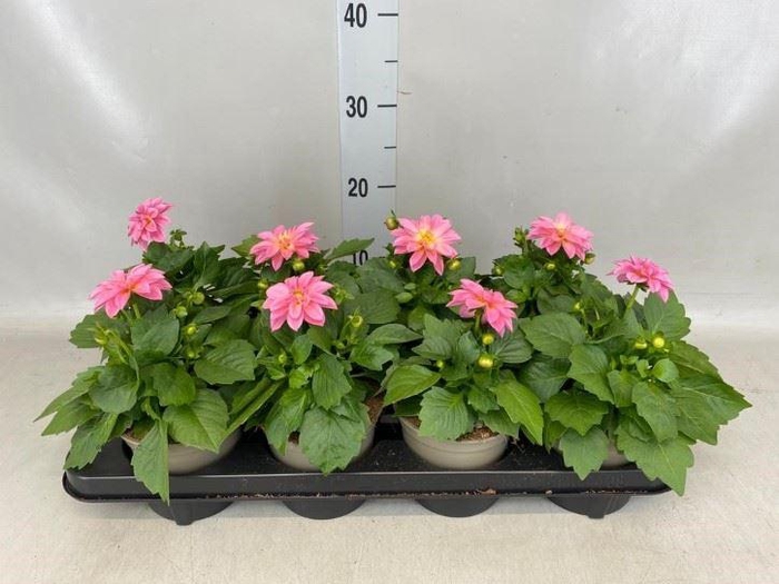 <h4>Dahlia  'Dahlinova Hypnot lg Pink'</h4>