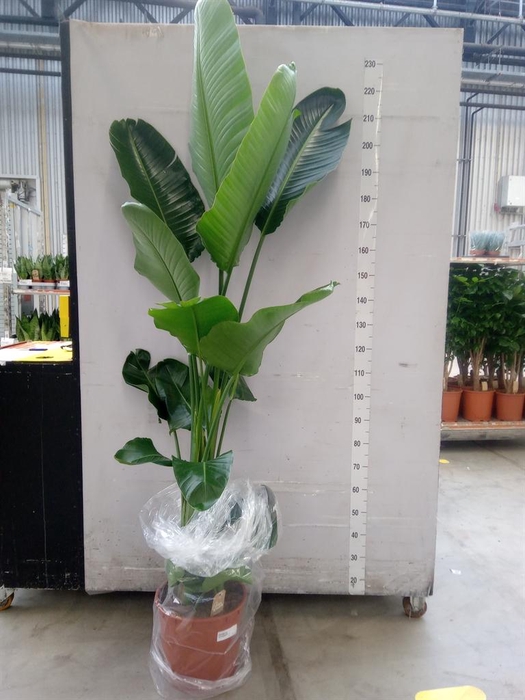 <h4>Strelitzia nicolai</h4>