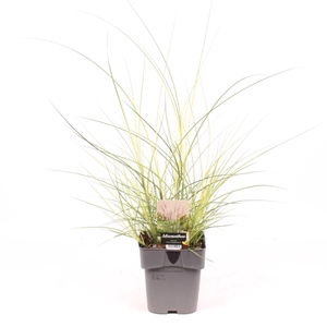 Miscanthus sin. 'Kleine Silberspinne'
