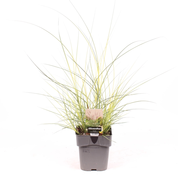 <h4>Miscanthus sin. 'Kleine Silberspinne'</h4>
