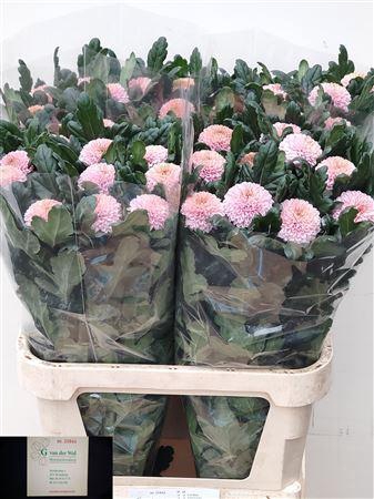 <h4>CHR G BLAKE</h4>