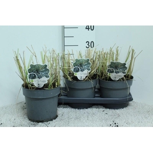 Leymus arenarius (Zandhaver) Blue Dune