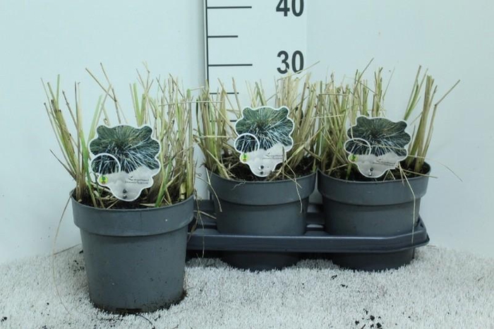 <h4>Leymus arenarius (Zandhaver) Blue Dune</h4>