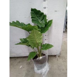 Alocasia  'Portodora'