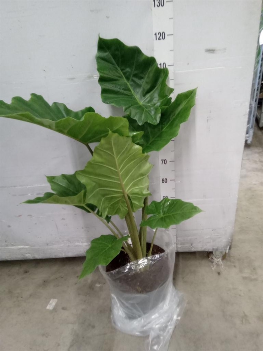 <h4>Alocasia  'Portodora'</h4>
