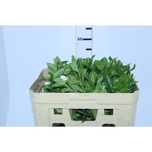 FOLHAGEM GARDENIA