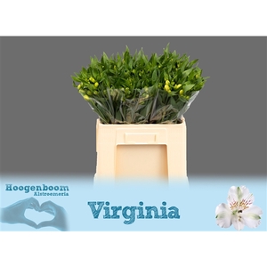 Alstroemeria Virginia 30 gram