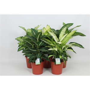 Purify Dieffenbachia Gemengd Luxe 24 cm