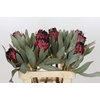 Protea Barbigera Ruby Princess Air