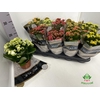 Kalanchoe ROYALE Mix 12Ø 25cm