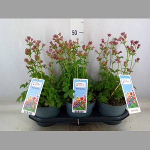 Astrantia major 'Roma'