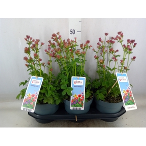 Astrantia major 'Roma'