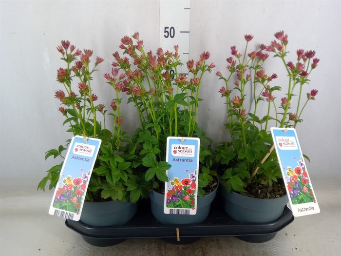 <h4>Astrantia major 'Roma'</h4>