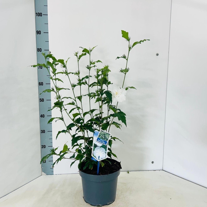 <h4>Hibiscus syriacus White Chiffon</h4>
