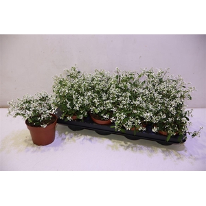 Euph Loreen Comp Whi