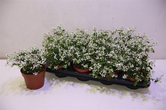 <h4>Euph Loreen Comp Whi</h4>