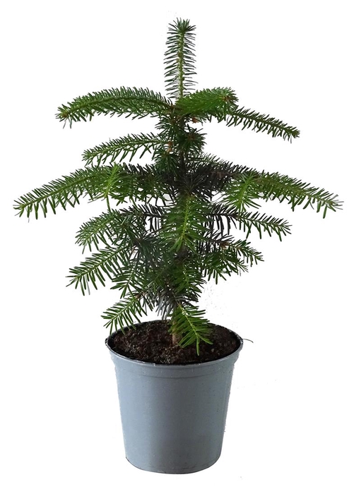 ABIES NORDMANNIANA P15